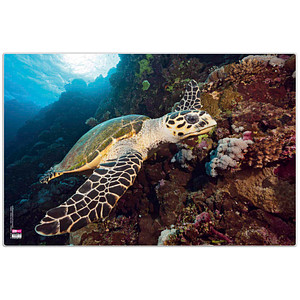 4000225077593 - Schreibtischunterlage Kunststoff Schildkröte 4000225077593 VELOFLEX
