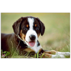 4000225078408 - Schreibtischunterlage Kunststoff Welpe 4000225078408 VELOFLEX