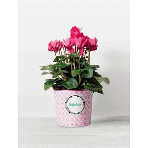 9010035626169 - 0 trodat Aufkleber trodat Stempeletikett Vintage verschiedene Motive