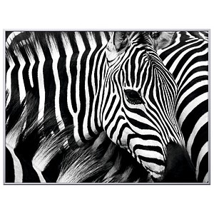 PAPERFLOW Wandbild Zebra