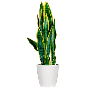 3660141963496 - Kunstpflanze meet® by Paperflow Sansevieria inkl Kunststoff-Topf H 650 mm PEVA