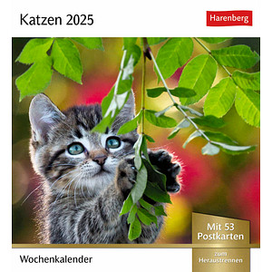 Harenberg Postkartenkalender Katzen 2025